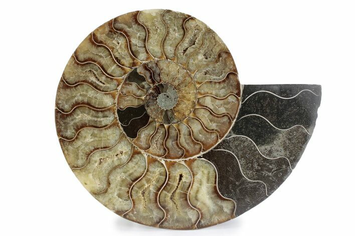 Cut & Polished Ammonite Fossil (Half) - Madagascar #362390